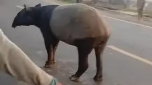 BKSDA Lampung Koordinasi dengan Polres Usai Video Tapir Dilindungi Disembelih Beredar