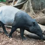 Peringatkan, Tapir Dilindungi: Alasan, Aturan, dan Sanksinya